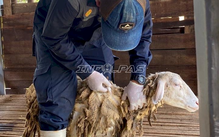 Cegah PMK, Lapas Terbuka Kendal Vaksin 116 Ternak Pembinaan
