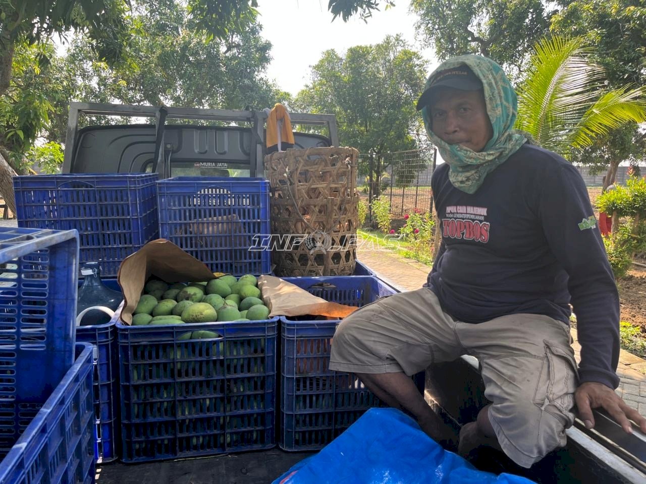 Harum Aromanya, Manis Hasilnya, Panen Perdana Mangga Lapas Terbuka Kendal Tembus 1 Kwintal