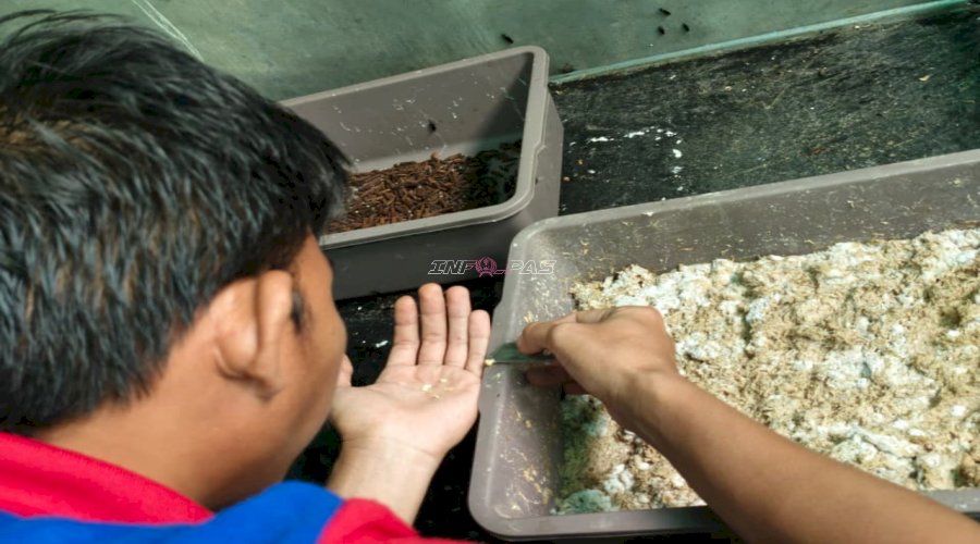 Lapas Banjarmasin Optimalkan Budidaya Maggot sebagai Sarana Pembinaan Kemandirian Warga Binaan