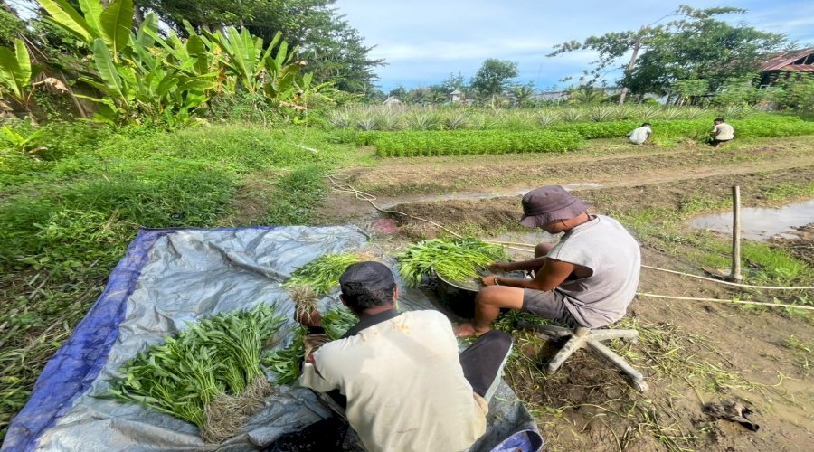 Lapas Piru Panen 30 Ikat Kangkung di Lahan SAE 