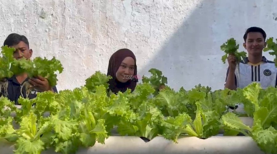 Panen Meningkat, Lapas Kotabaru Hasilkan 50 Pcs Selada Hidroponik 