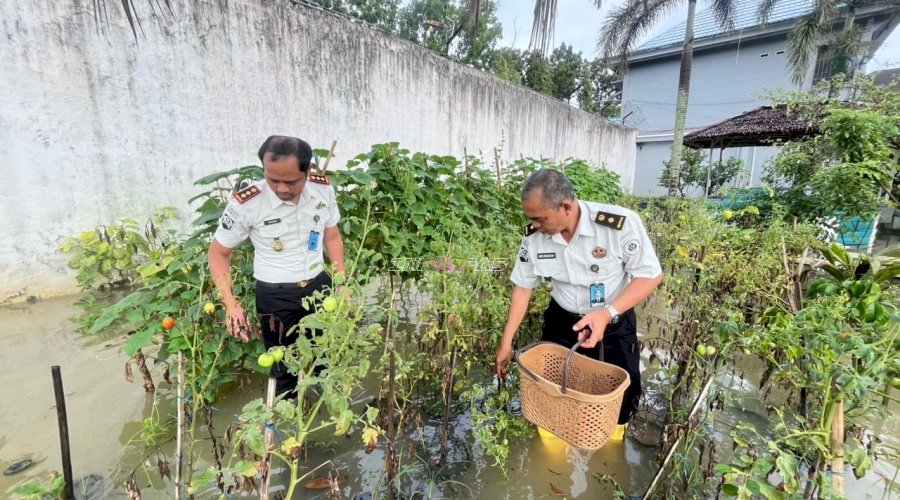 Dukung Ketahanan Pangan, Rutan Barabai Panen 10 Kg Tomat