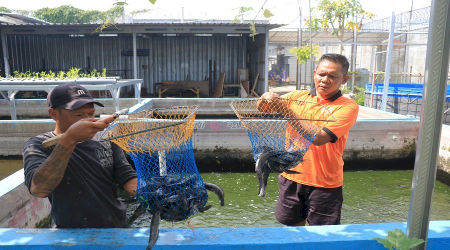 Kolaborasi Dukung Program MBG, Lapas Pemuda Madiun Panen 2.225 Lele