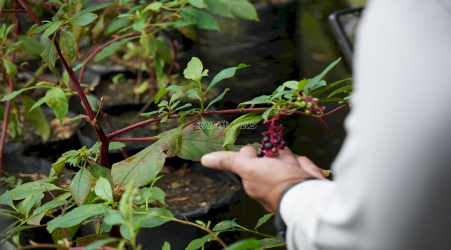 Lapas Besi Kembangkan Ginseng Korea untuk Pembinaan Warga Binaan