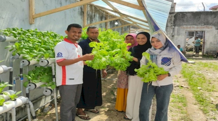 Manfaatkan Pipa Paralon, Lapas Tual Hasilkan 21 Kg Selada Segar