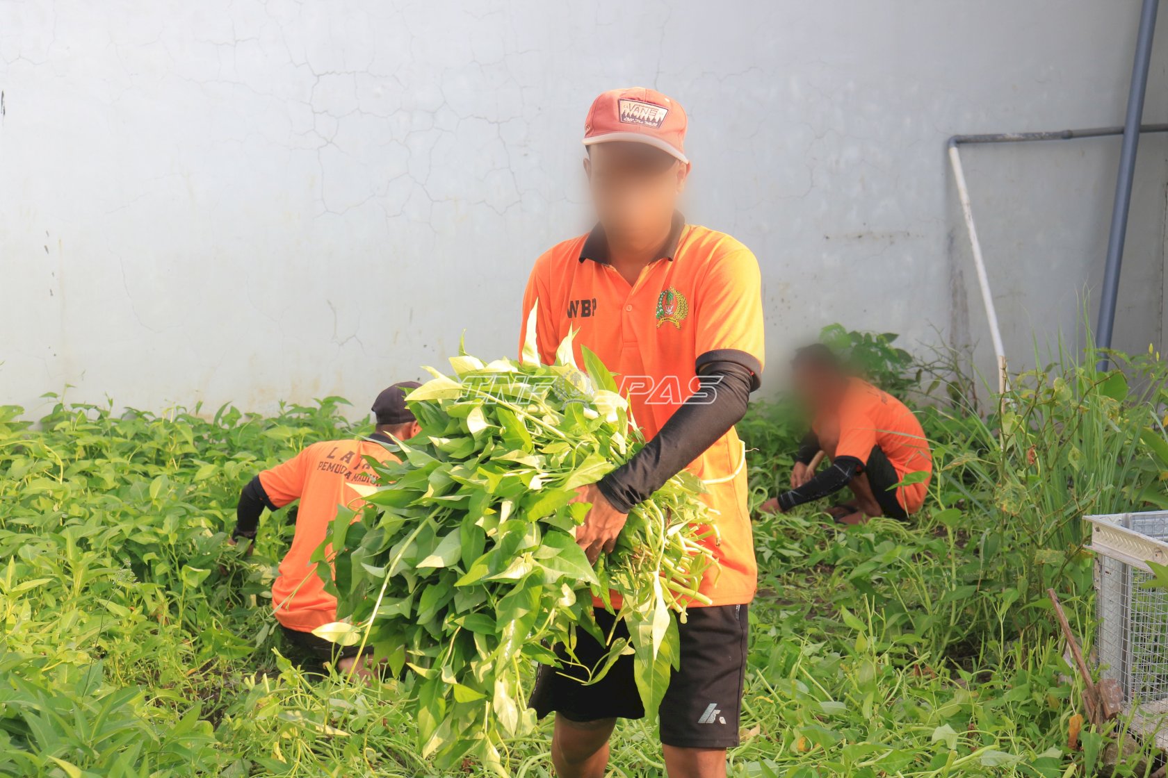 Panen 40 Kilogram Kangkung, Lapas Pemuda Madiun Perkuat Ketahanan Pangan