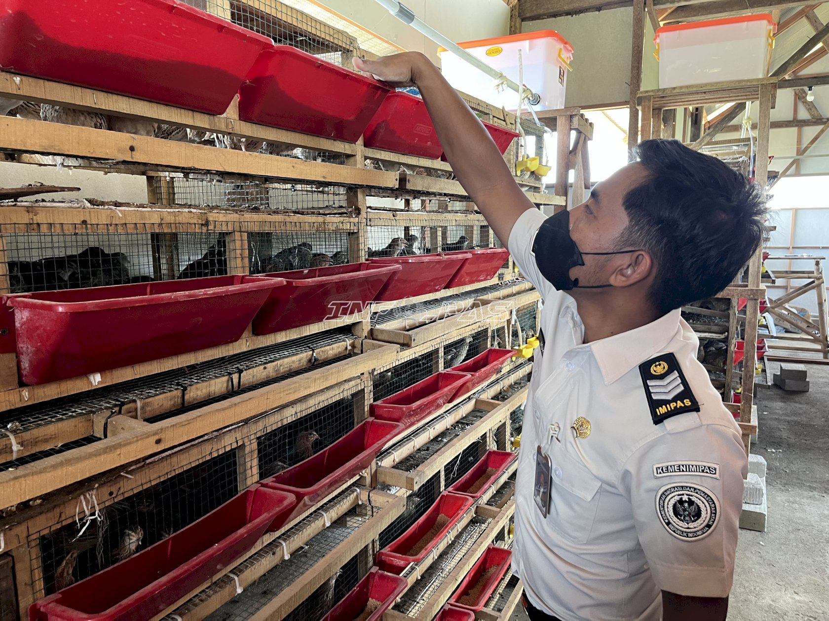 Lapas Terbuka Kendal Kembangkan Peternakan 5.000 Burung Puyuh