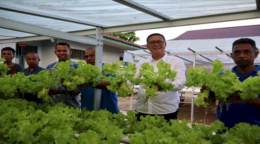 Lapas Ambon Panen 35 Ikat Selada, Didistribusikan ke Swalayan Kota Ambon