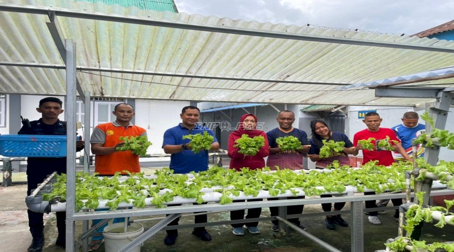 Rutan Ambon Kembali Panen Selada, Bukti Dukungan terhadap Ketahanan Pangan