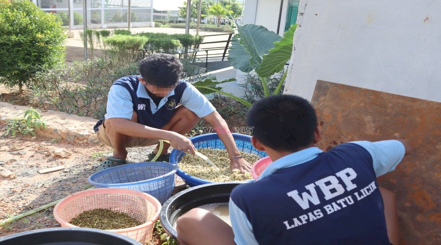 Budidaya Produktif Berbuah Panen 11,9 Kg Tauge di Lapas Batulicin