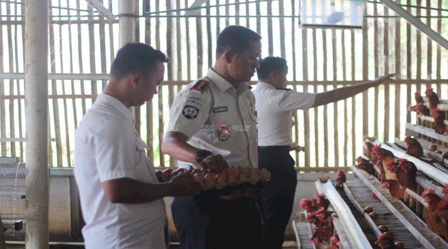 Panen Jagung dan Telur, Lapas Kuningan Wujudkan Pembinaan Kemandirian melalui Program Ketahanan Pangan