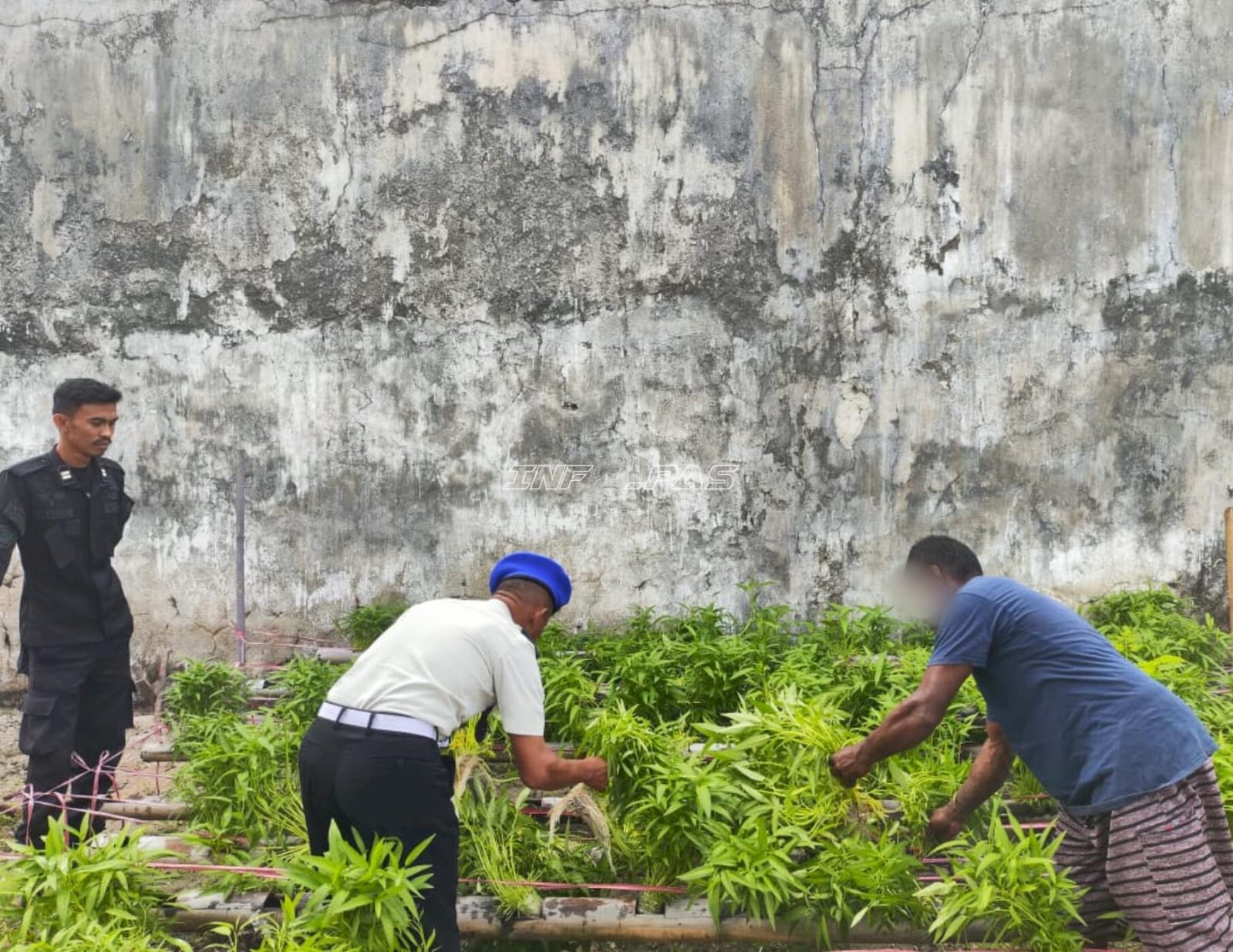 Warga Binaan Lapas Geser Panen 150 Ikat Kangkung Hidroponik