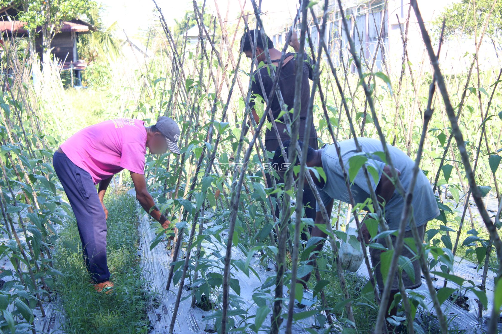 Tingkatkan Produktivitas Lahan, Warga Binaan Lapas Piru Rawat Tanaman Hortikultura