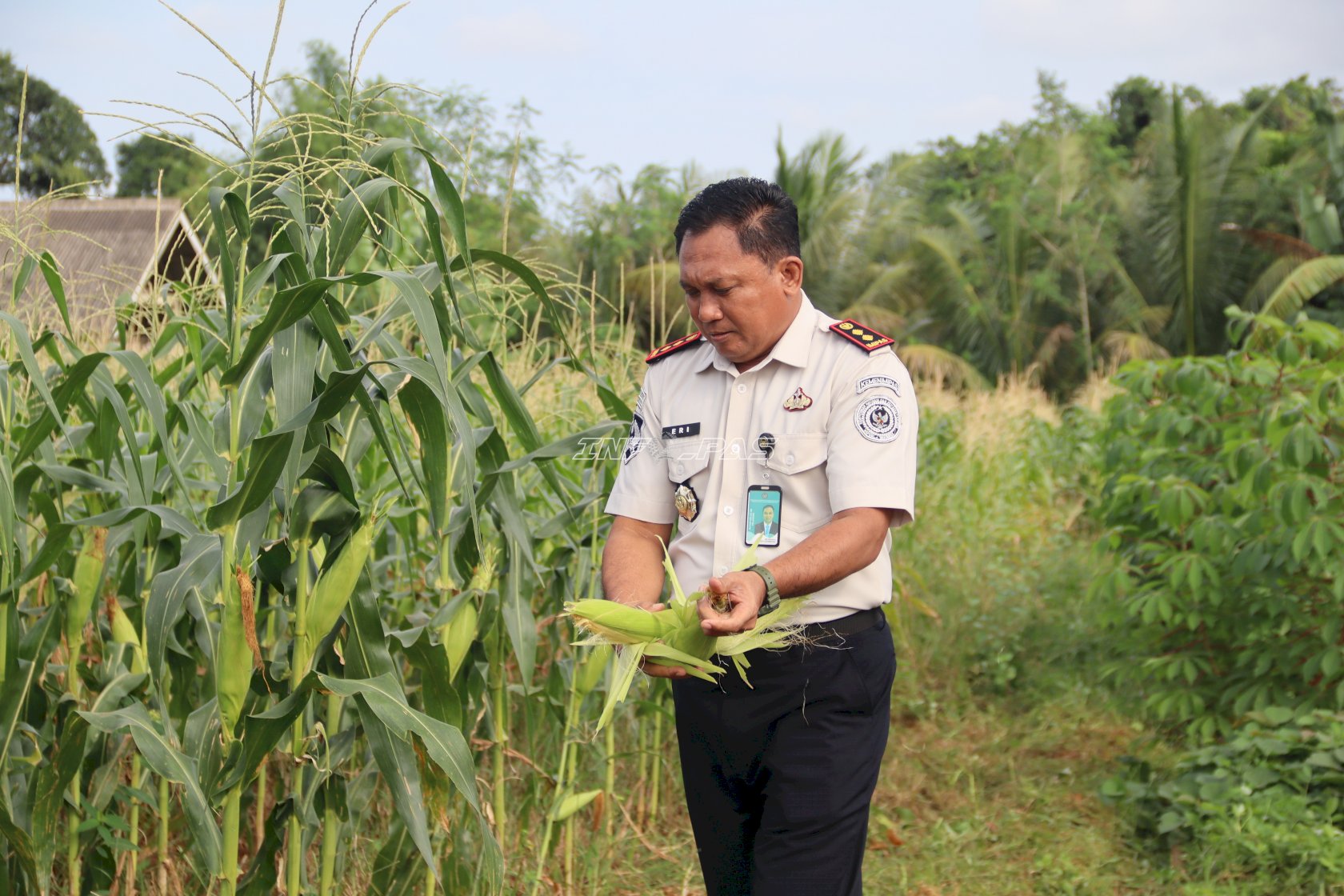 Rutan Pelaihari Panen 18 Karung Goni Jagung Manis dari Kebun SAE
