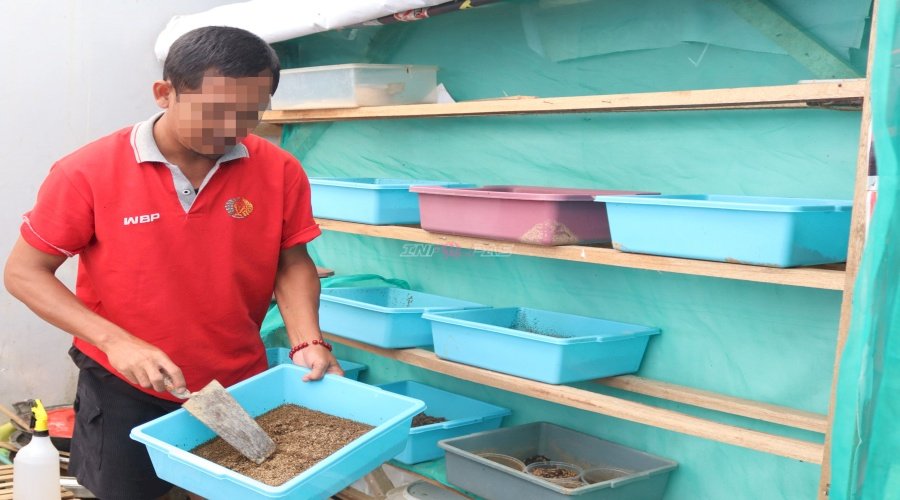 Maggot Kian Berkembang, Dukung Pakan Berkualitas di Lapas Batulicin