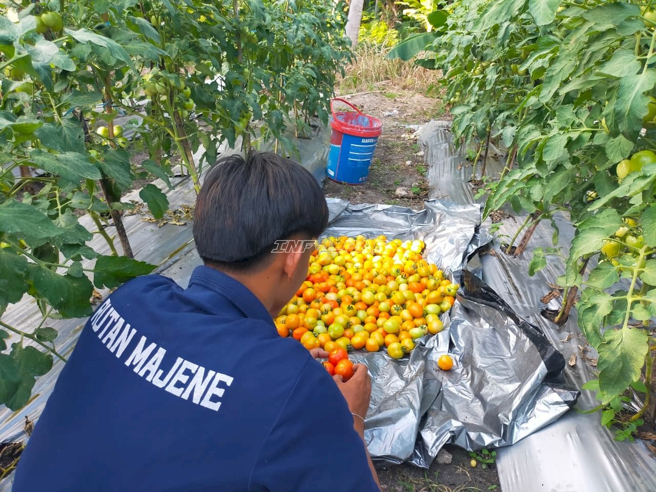 Lahan SAE Produktif, Warga Binaan Rutan Majene Panen 18 Kg Tomat