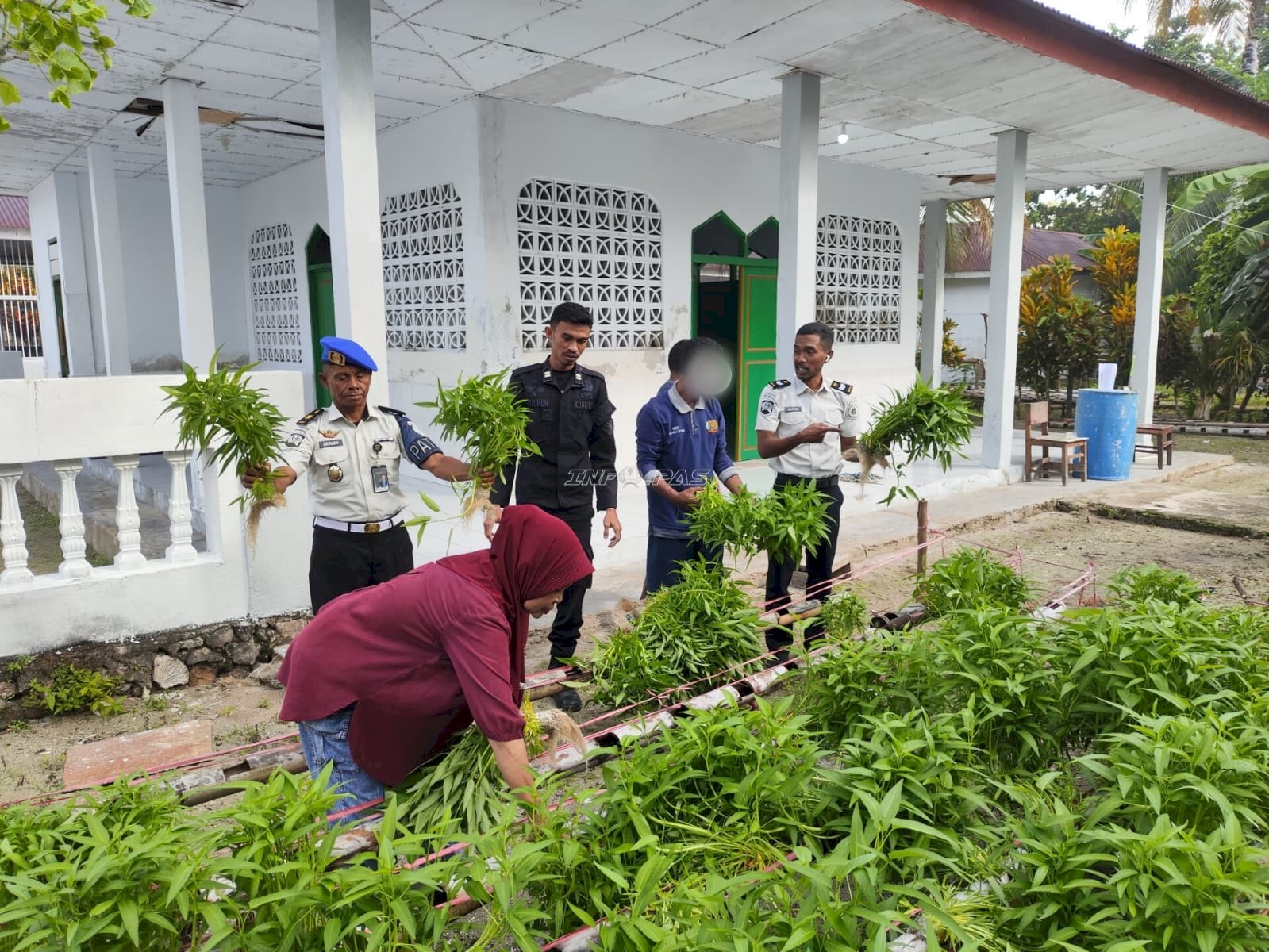 Panen Disambut Antusias, Warga Borong 100 Ikat Kangkung Hidroponik Lapas Geser