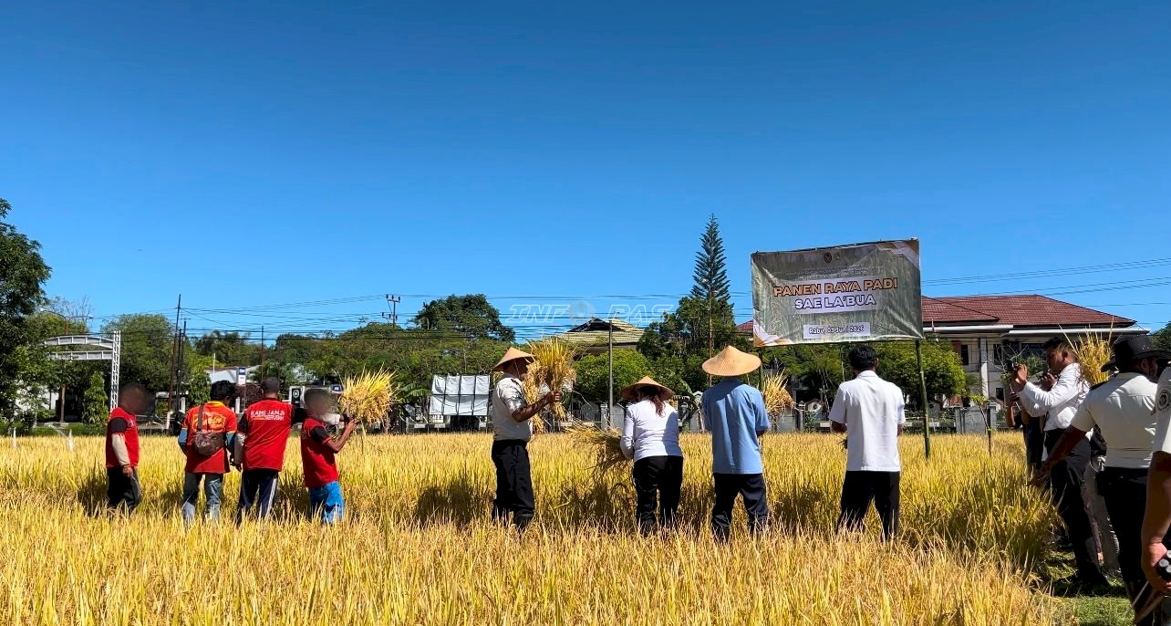 Lapas Atambua Sukses Panen Raya Padi di Lahan 2 Hektare Garapan Warga Binaan