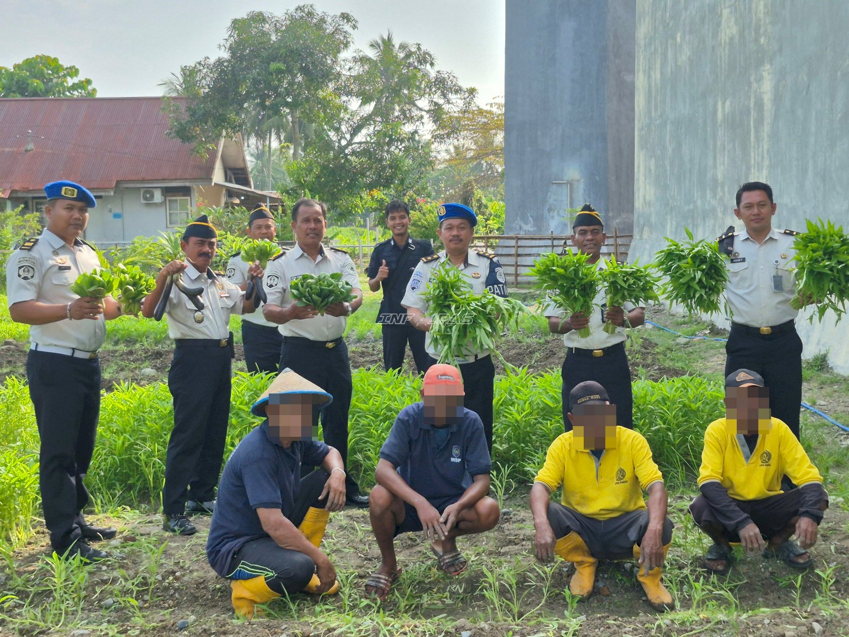 Dukung Swasembada Pangan, Lapas Parigi Sukses Panen Ratusan Ikat Sayur di Area SAE