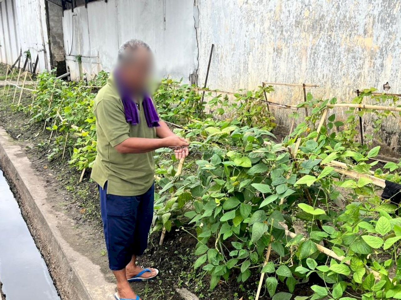 Lahan Brandgang Produktif, Lapas Banjarmasin Panen 7,24 Kilogram Kacang Panjang