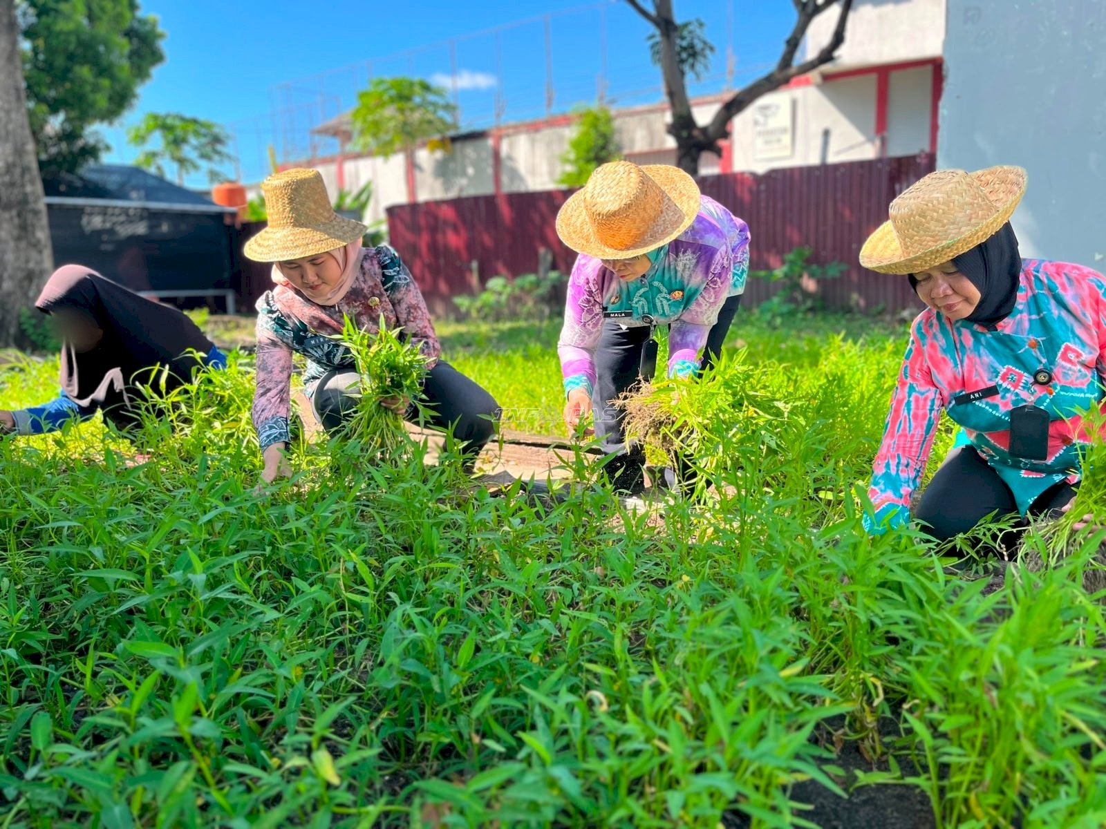 Pembinaan Kemandirian Berbuah Hasil, Lapas Perempuan Martapura Panen Kangkung dan Kacang Tanah