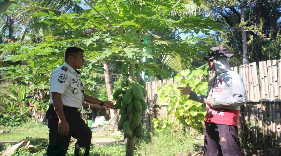 Budidaya Pepaya California Lapas Piru Sukses, Perkuat Pembinaan Kemandirian dan Ketahanan Pangan