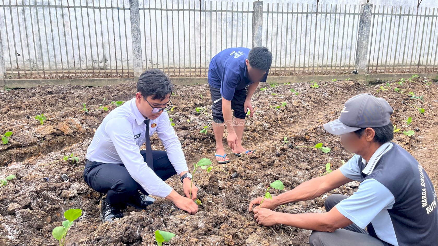 Perkuat Pembinaan Kemandirian, Rutan Barabai Tanam 200 Bibit Terung Ungu di Kebun SAE