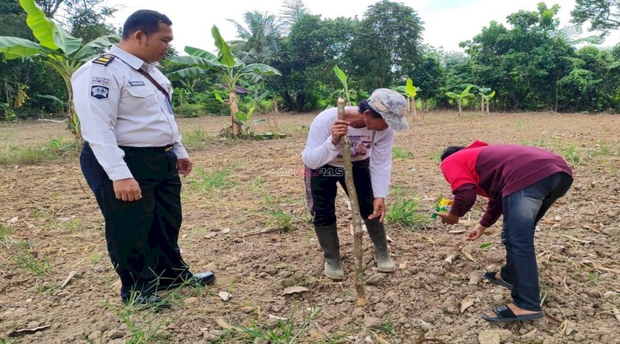 Perkuat Kemandirian Klien, Bapas Amuntai Gandeng PKBM Lathiiful Khabiir Kembangkan Budidaya Jagung