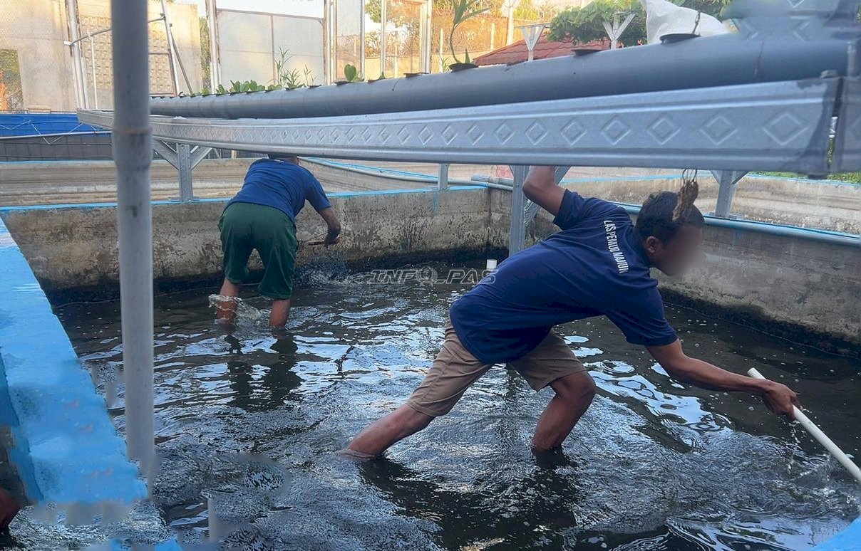 Produktif dan Mandiri, Warga Binaan Lapas Pemuda Madiun Panen 28 Kg Lele