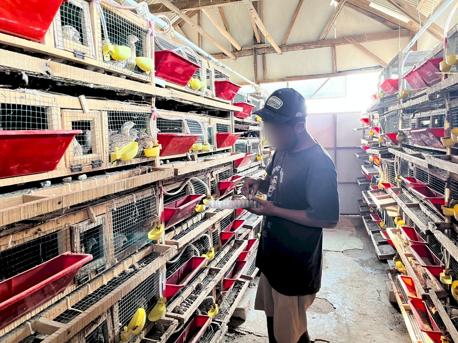 Budidaya Puyuh di Lapas Terbuka Kendal Hasilkan 3.000 Butir Telur Setiap Hari