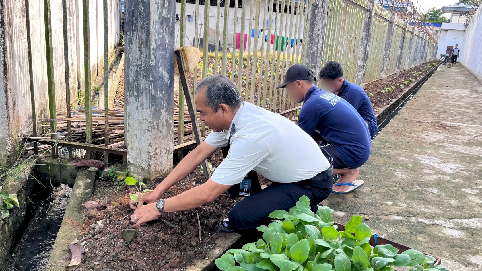 Rutan Barabai Perkuat Ketahanan Pangan melalui Penanaman 200 Bibit Terung Ungu