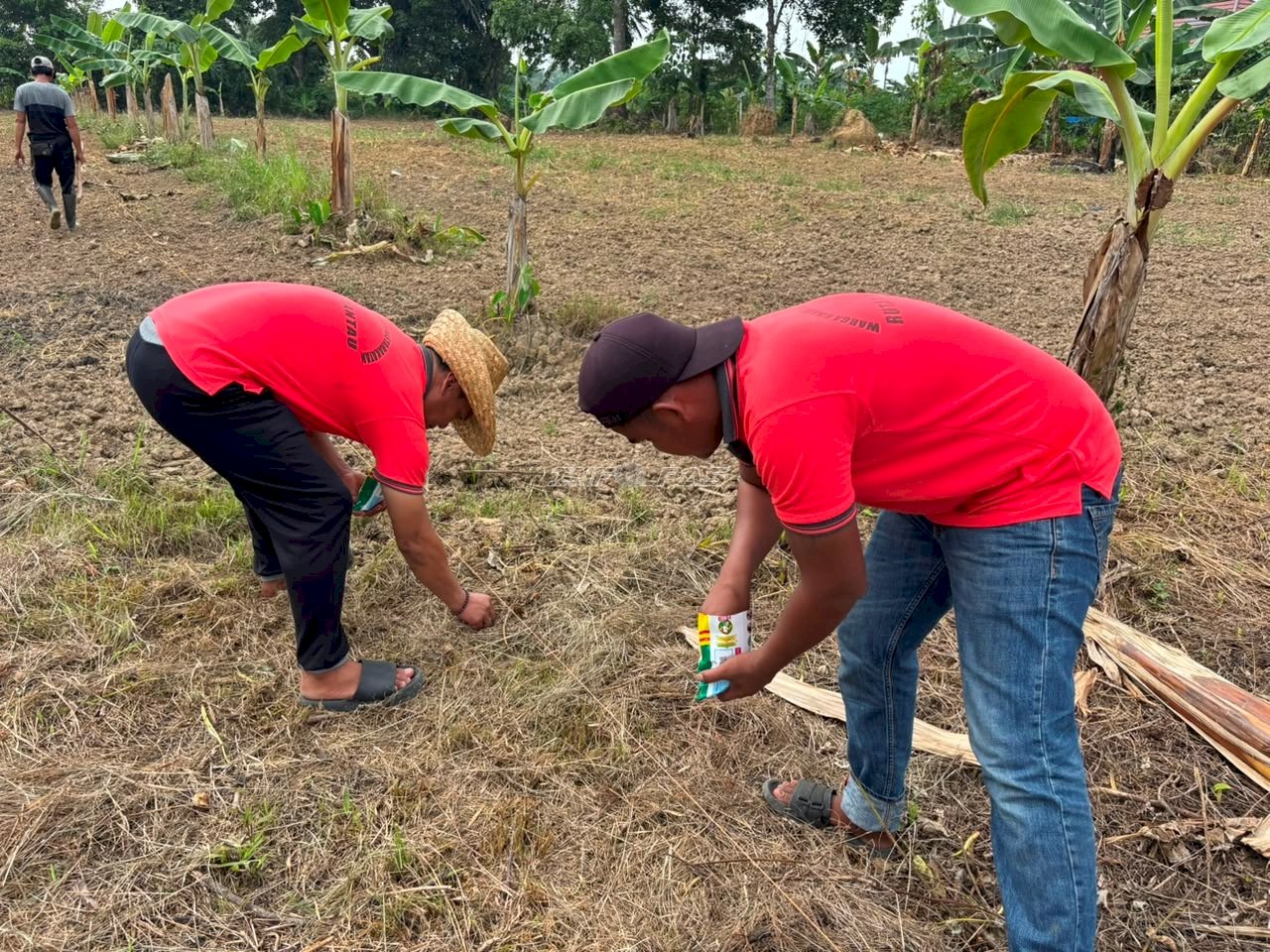 Rutan Rantau Gandeng PKBM Latiful Khabir Kembangkan Budidaya Jagung bagi Warga Binaan