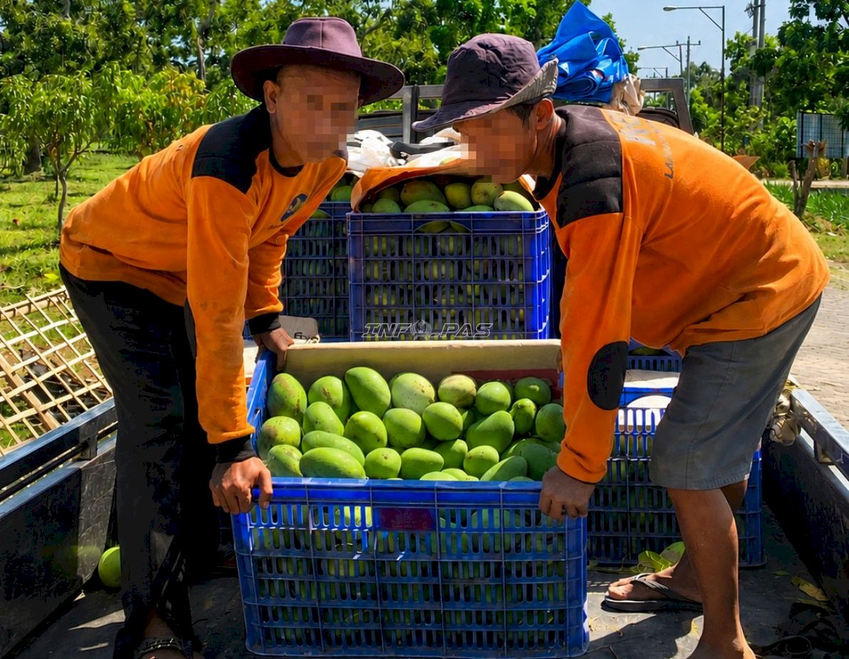 Panen Kedua Capai 600 Kg, Lapas Terbuka Kendal Buktikan Produktivitas Kebun Mangga