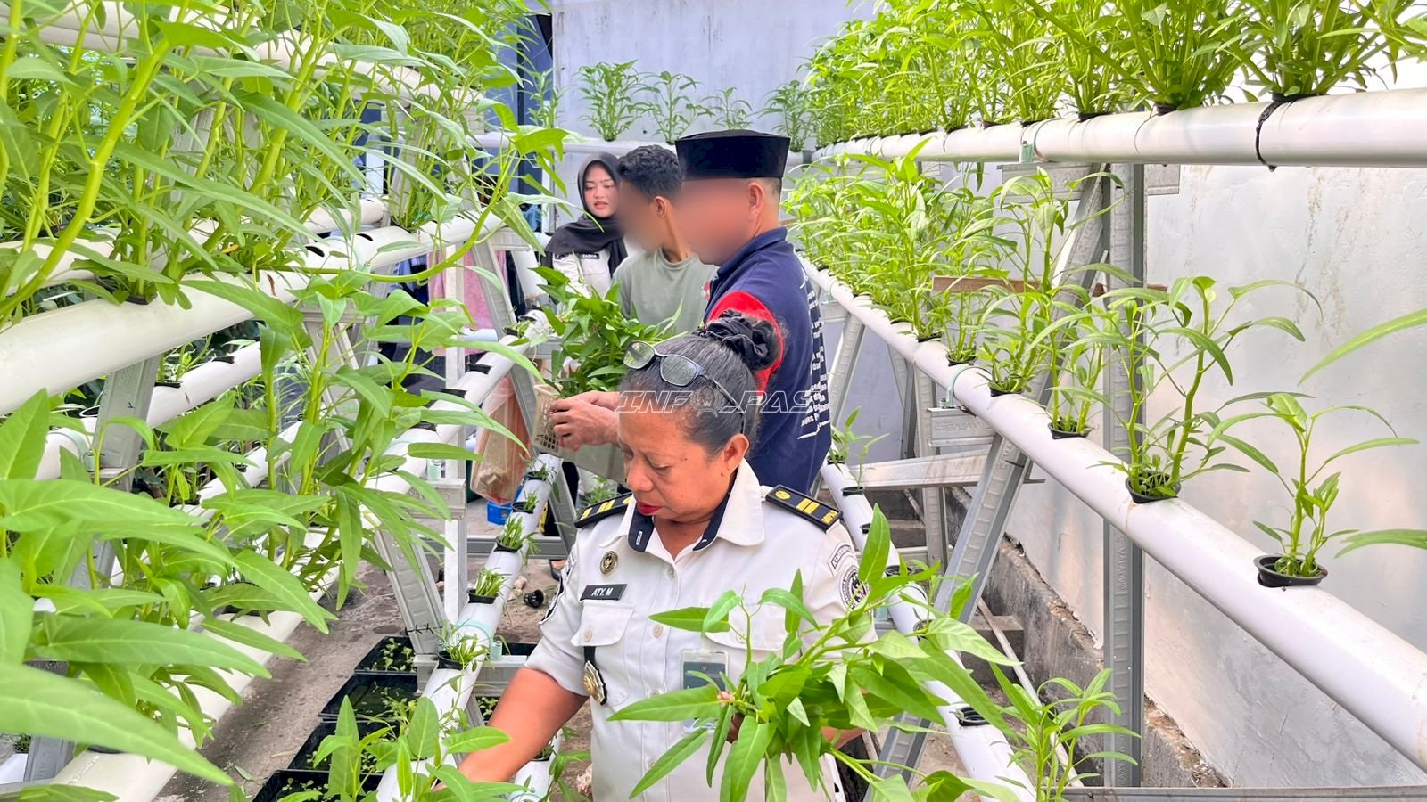 Lapas Wahai Panen 40 Ikat Kangkung Hidroponik, Dukung Kemandirian Pangan