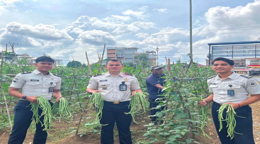 Dukung Ketahanan Pangan, Lapas Muara Tebo Kembali Panen 23 Kg Kacang Panjang 