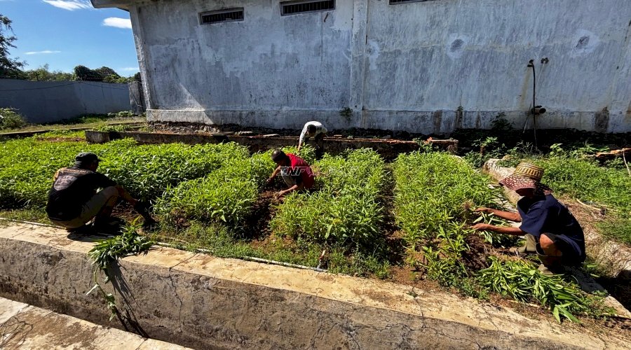 Dukung Ketahanan Pangan, Lapas Narkotika Karang Intan Panen 100 Kg Kangkung dan Tanam 500 Bibit Terung