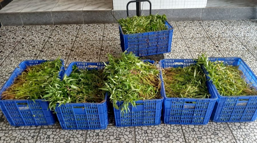 Jaga Ketahanan Pangan, Lapas Kelas I Cipinang Kembali Panen Puluhan Kilo Sayuran