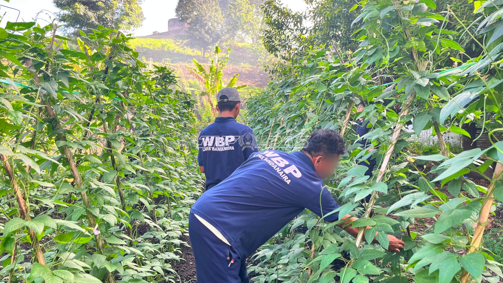 Lahan SAE Produktif, Lapas Bandanaira Panen 30 Ikat Kacang Panjang