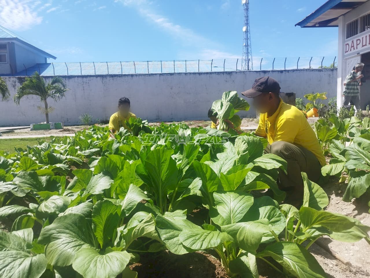 Panen Sawi bersama BPP Waplau dan YBTS, Lapas Namlea Tuai Hasil Pembinaan Warga Binaan