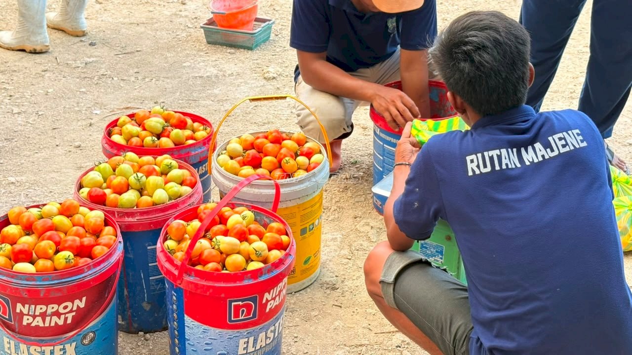 Panen Semangka dan Tomat bersama Pemda, Rutan Majene Perkuat Dukungan Ketahanan Pangan