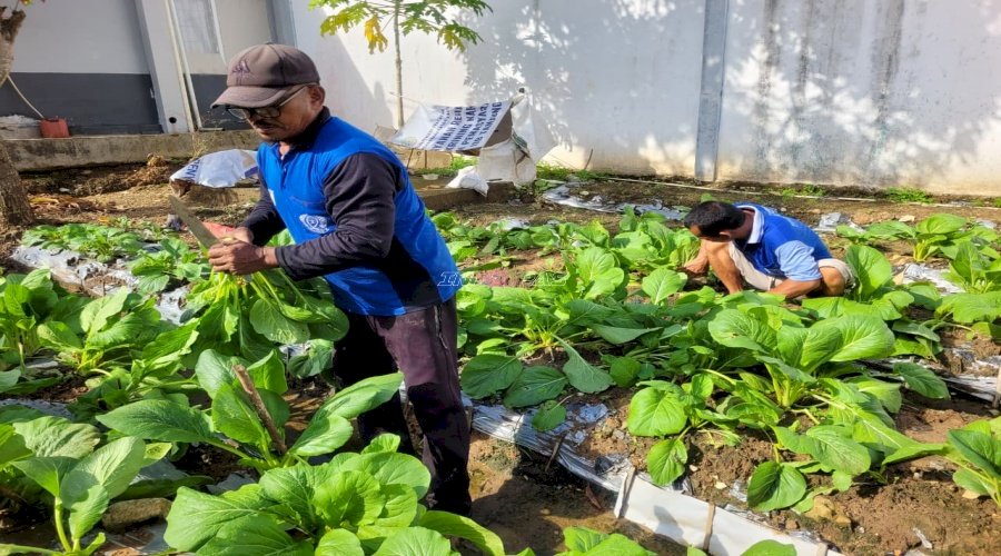 Lapas Tanjung Panen Sawi 14 Kilogram, Bukti Pembinaan Kemandirian Berjalan Produktif 