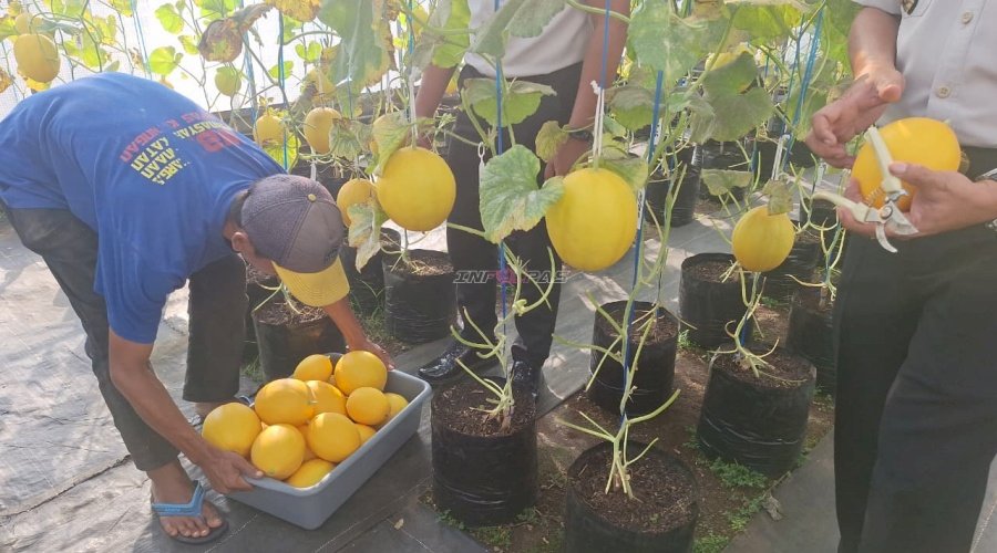 Petik Hasil Pembinaan, Lapas Kuningan Panen 20 Kg Melon di SAE Pertanian