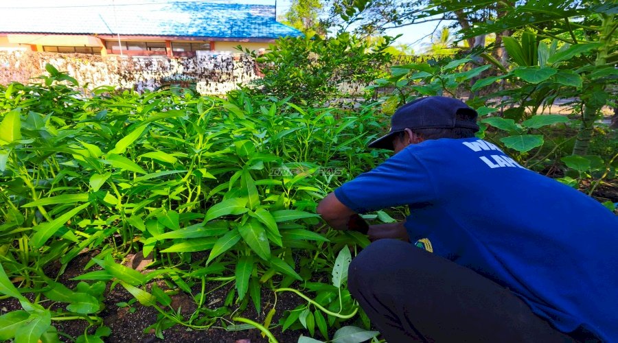 Panen Hijau dari Balik Tembok, Lapas Amuntai Hasilkan 25 Kg Kangkung 