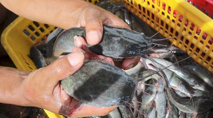 Di Balik Kolam Sederhana, Lapas Batulicin Panen 100 Kilogram Lele