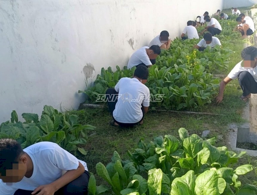LPKA Palu Panen Sawi, Hasil Program Pembinaan Kemandirian Anak Binaan