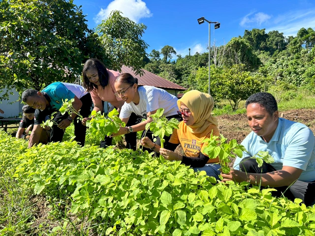LPKA Manokwari Panen Perdana Bayam dari Program Kebun Pembinaan