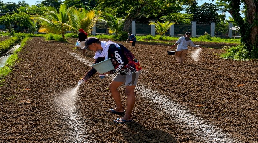 Lapas Terbuka Kendal Siapkan Lahan 2.700 Meter Persegi untuk Budidaya Terung Ungu