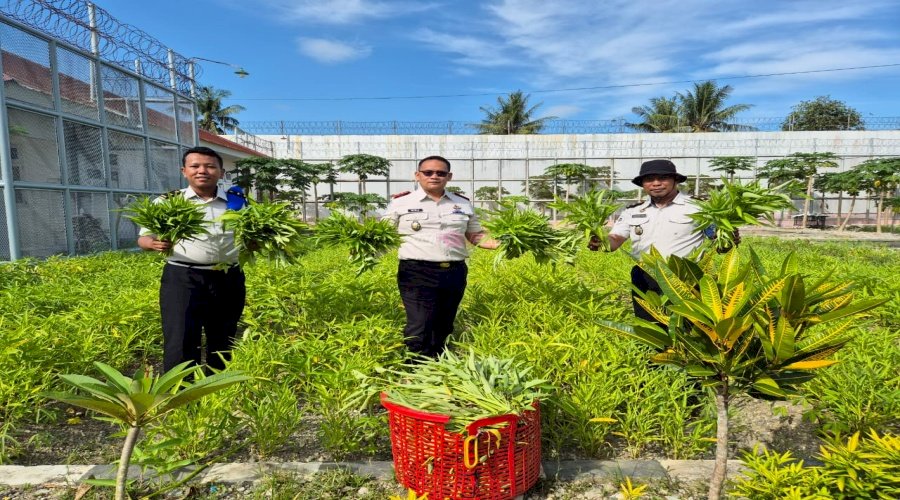 Rutan Donggala Sukses Panen 100 Kg Kangkung Segar