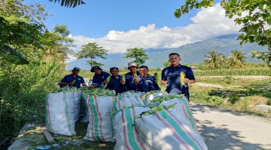 Rutan Palu Panen Raya Jagung, Capai 1,1 Ton Jagung Manis Segar
