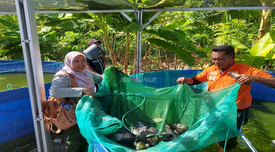 Tingkatkan Produktivitas, Lapas Namlea Pasarkan Hasil Panen Ikan Nila